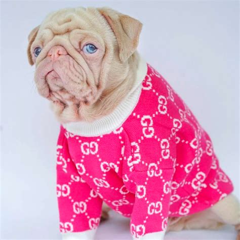 gucci sweater for dog|Gucci inspired dog clothes.